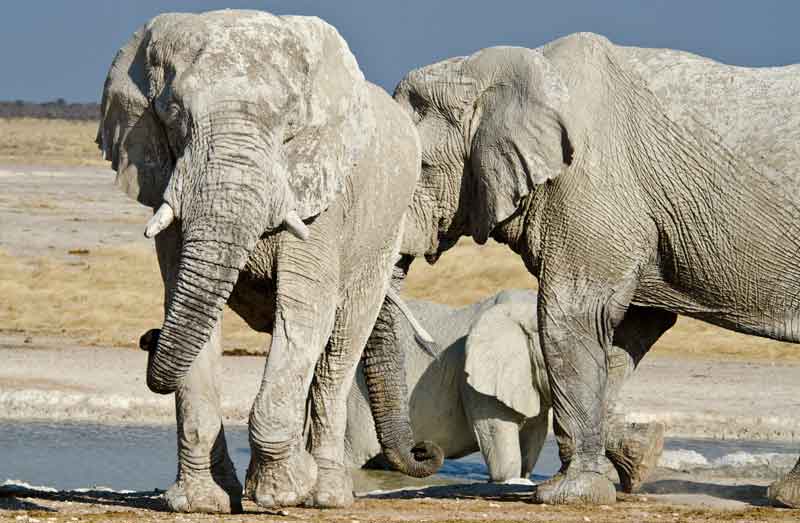 65 - Namibia - elefantes en el barro - parque nacional de Etosha